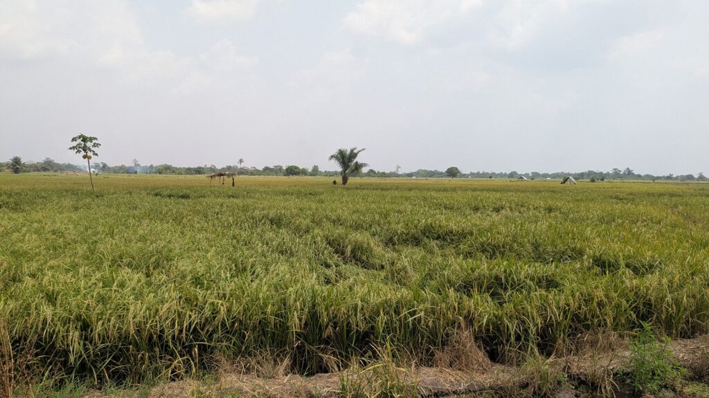Champ de riz